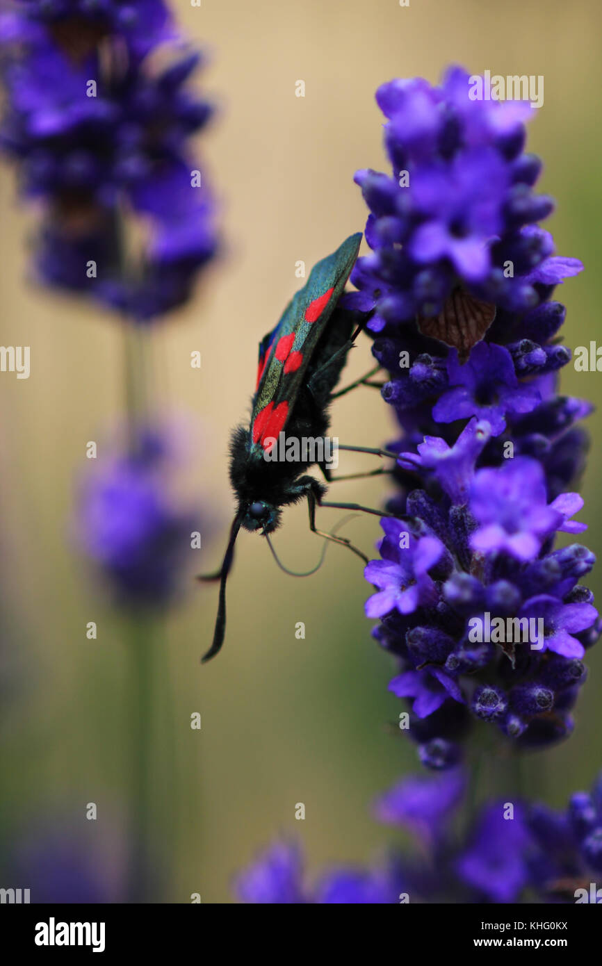 Five-spot Burnet Moth sips nectar from lavender in a garden, Cheddar, Somerset Stock Photo