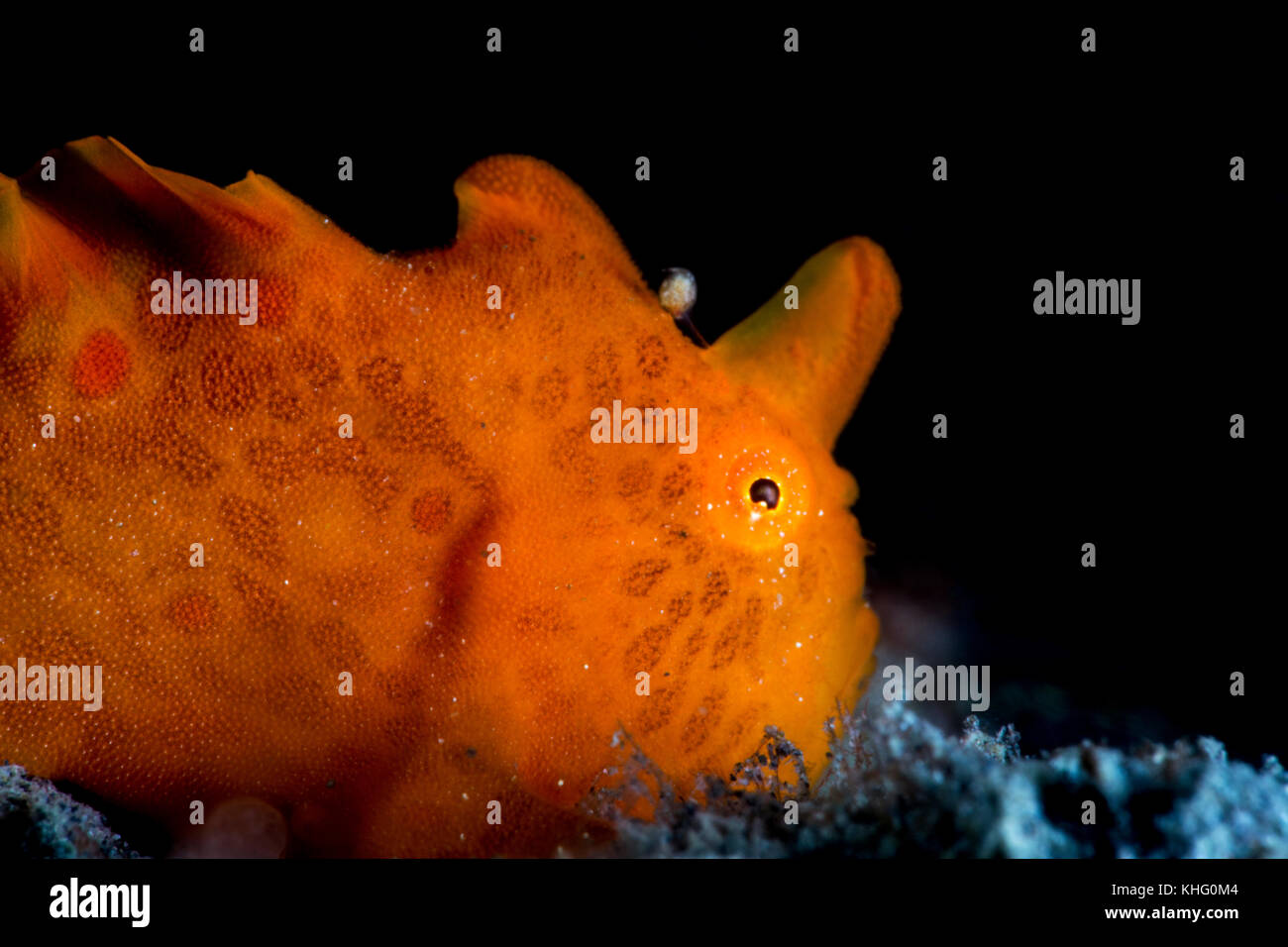 Painted Frogfish (Antennarius pictus) on Black Background Side View, Bali, South East Asia Stock Photo