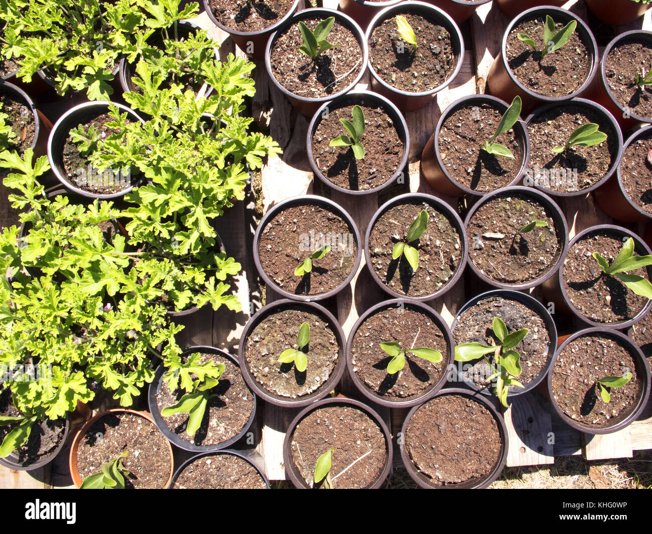 France, Corsica, Cap Corse, West coast, Nursery seedlings Stock Photo