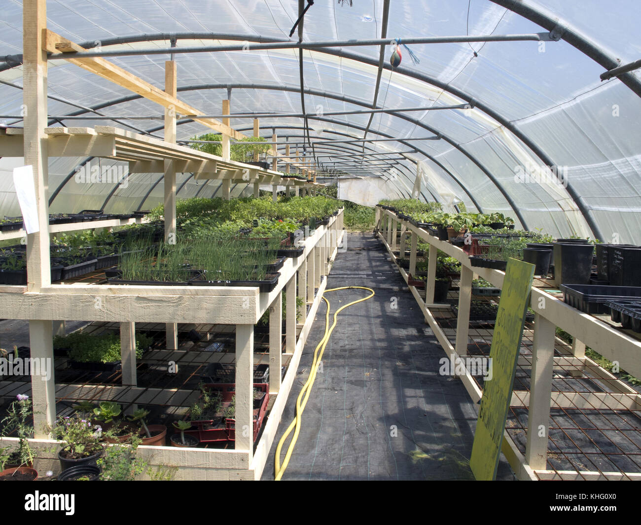 France, Corsica, Cap Corse, West coast, Nursery greenhouse with seedlings Stock Photo
