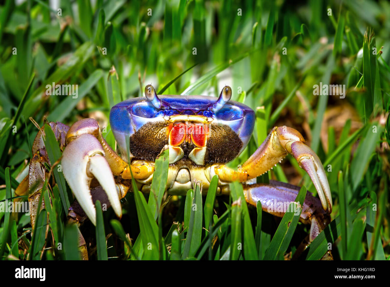 A Blue Land Crab poses for a close up along the banks of the St. Lucie River in Florida. Photographed the day after Hurricane Irma. Stock Photo