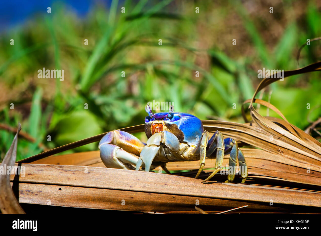 A Blue Land Crab sits on a fallen palm frond along the St. Lucie River in Florida the day after Hurricane Irma. Stock Photo