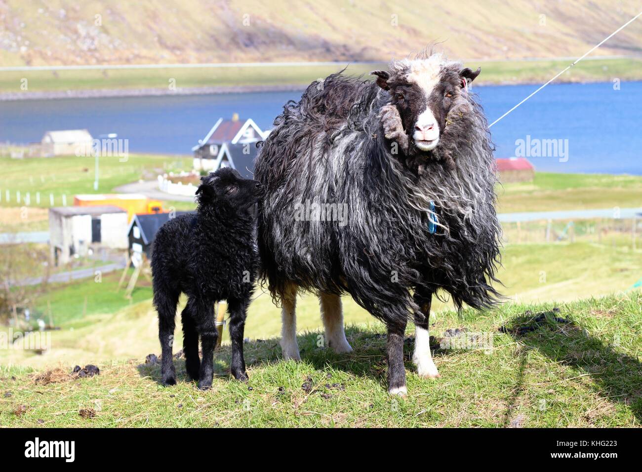 Wildlife In The Faroe Islands Stock Photo Alamy wildlife-in-the-faroe-islands-stock-photo-alamy