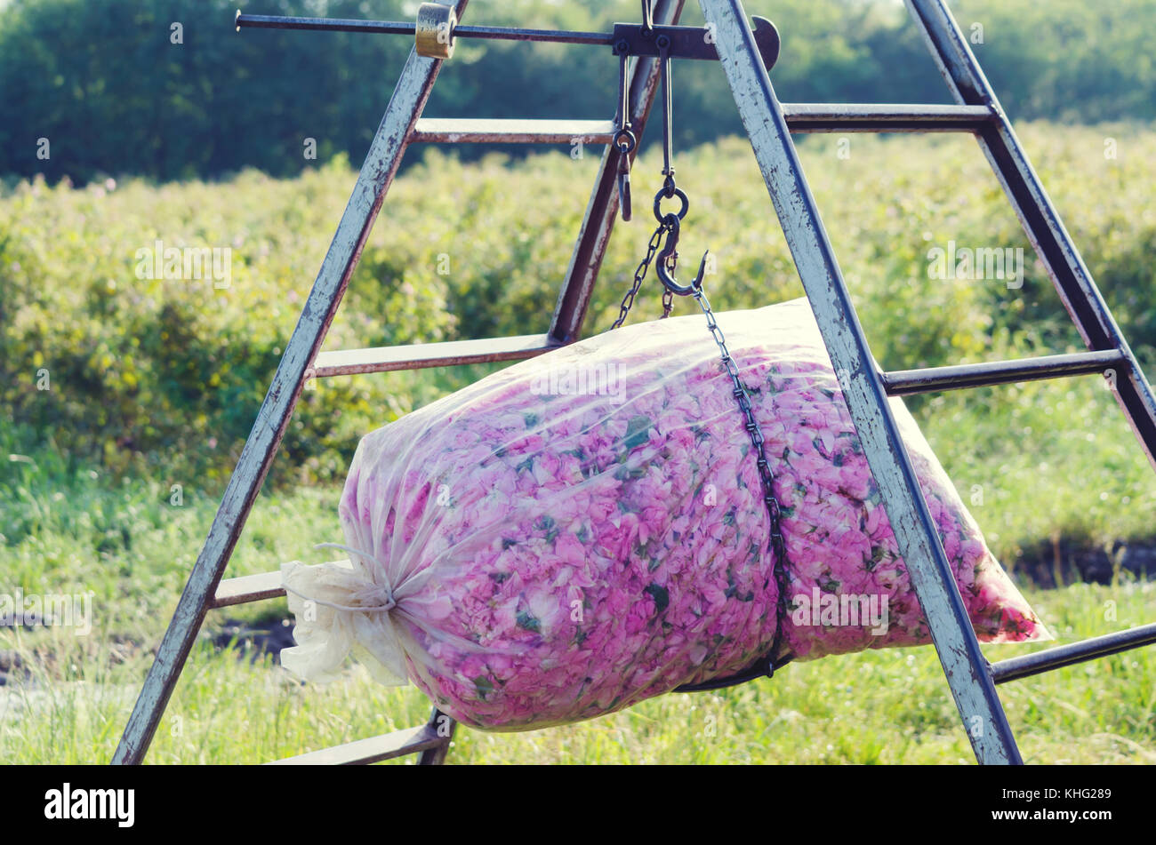 Weight Roses Plastic Bag Ladder Stock Photo Alamy