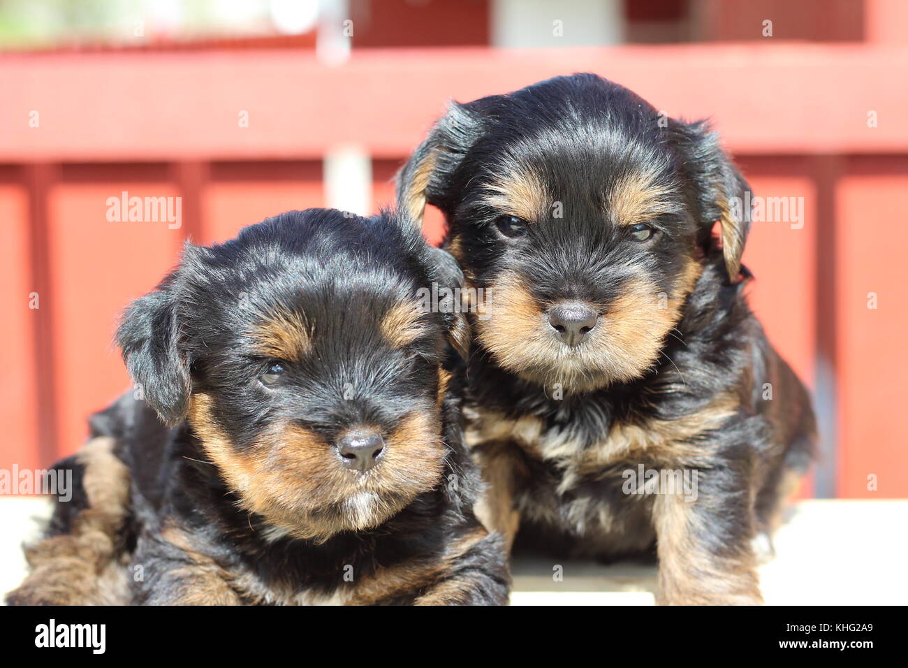 Small puppies in a garden Stock Photo - Alamy
