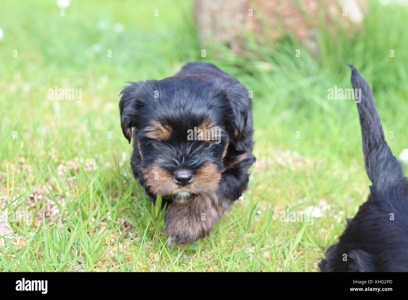 Small puppies in a garden Stock Photo - Alamy