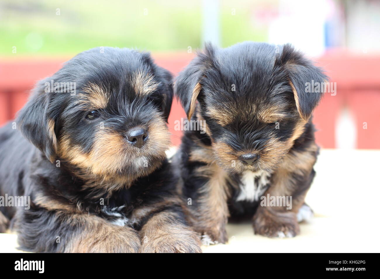 Small puppies in a garden Stock Photo - Alamy