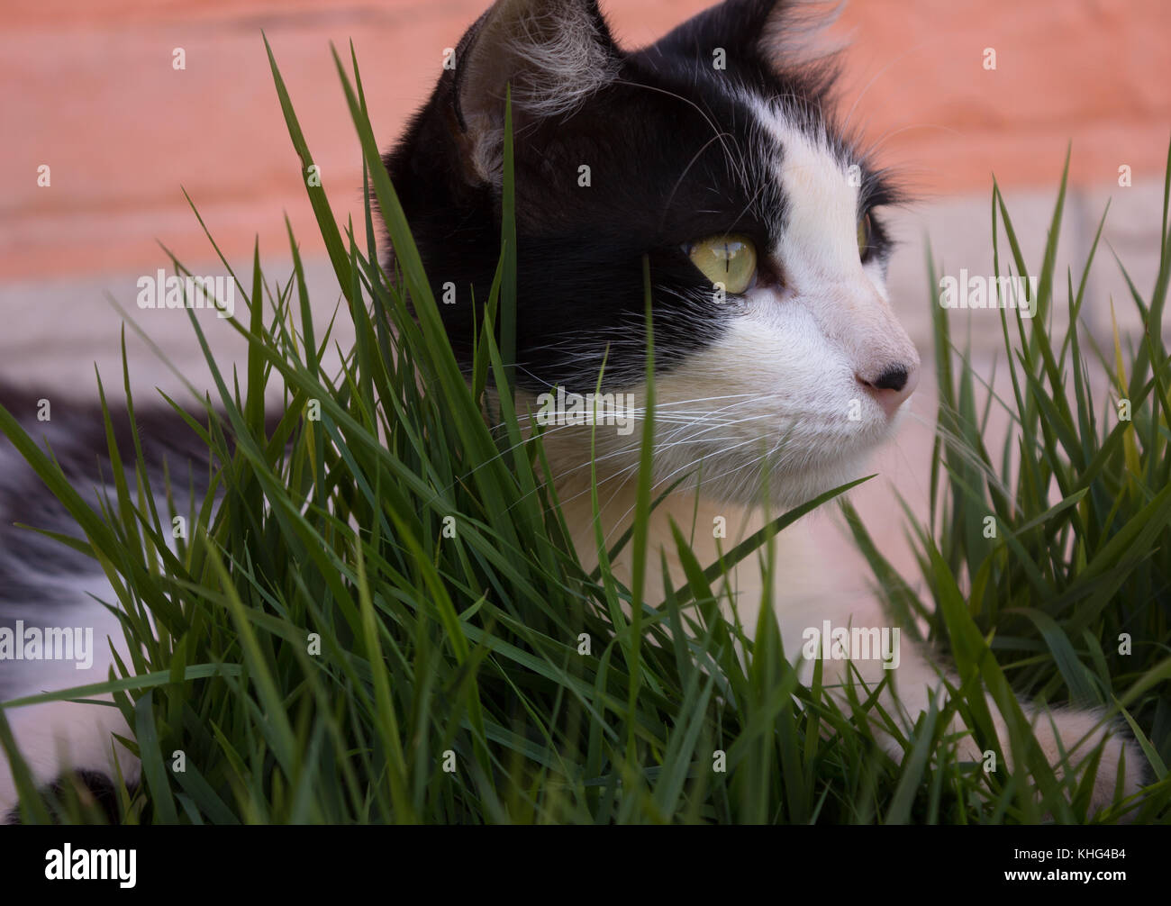 Black cat lying on grass hi-res stock photography and images - Alamy