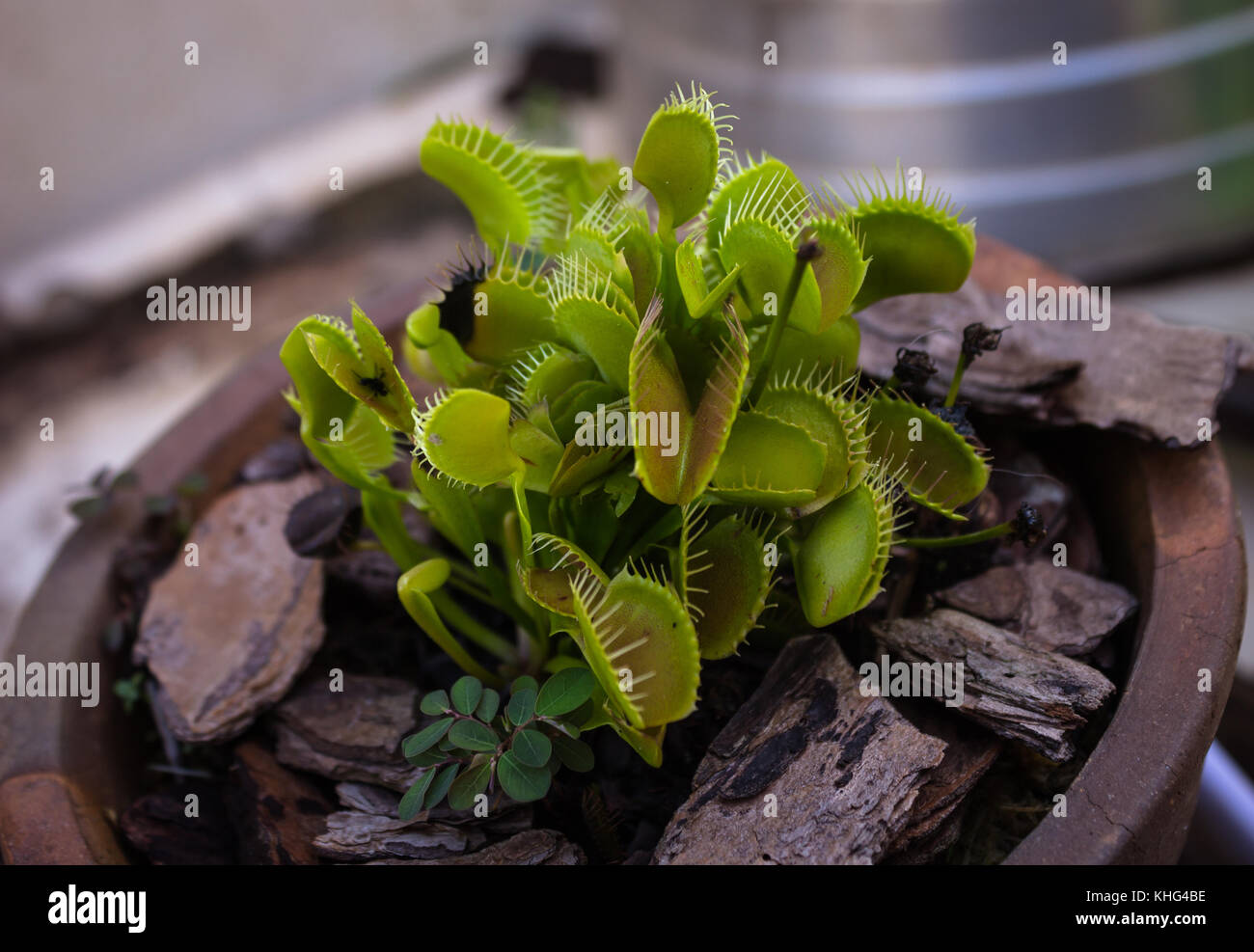 The Venus flytrap Dionaea, canivorous plant in pot. Stock Photo