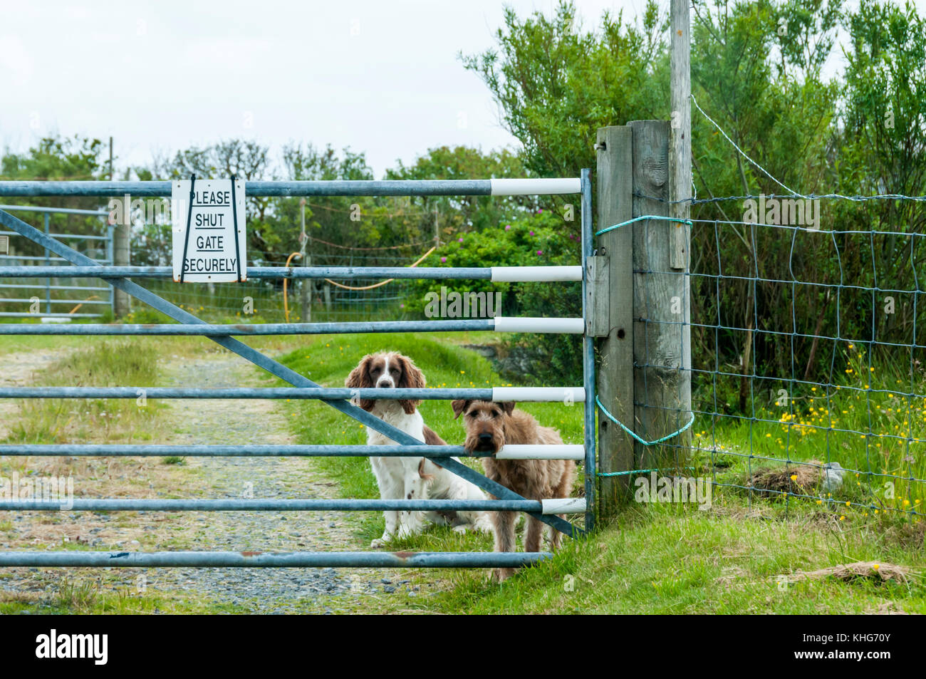 Two dogs waiting at gate Stock Photo