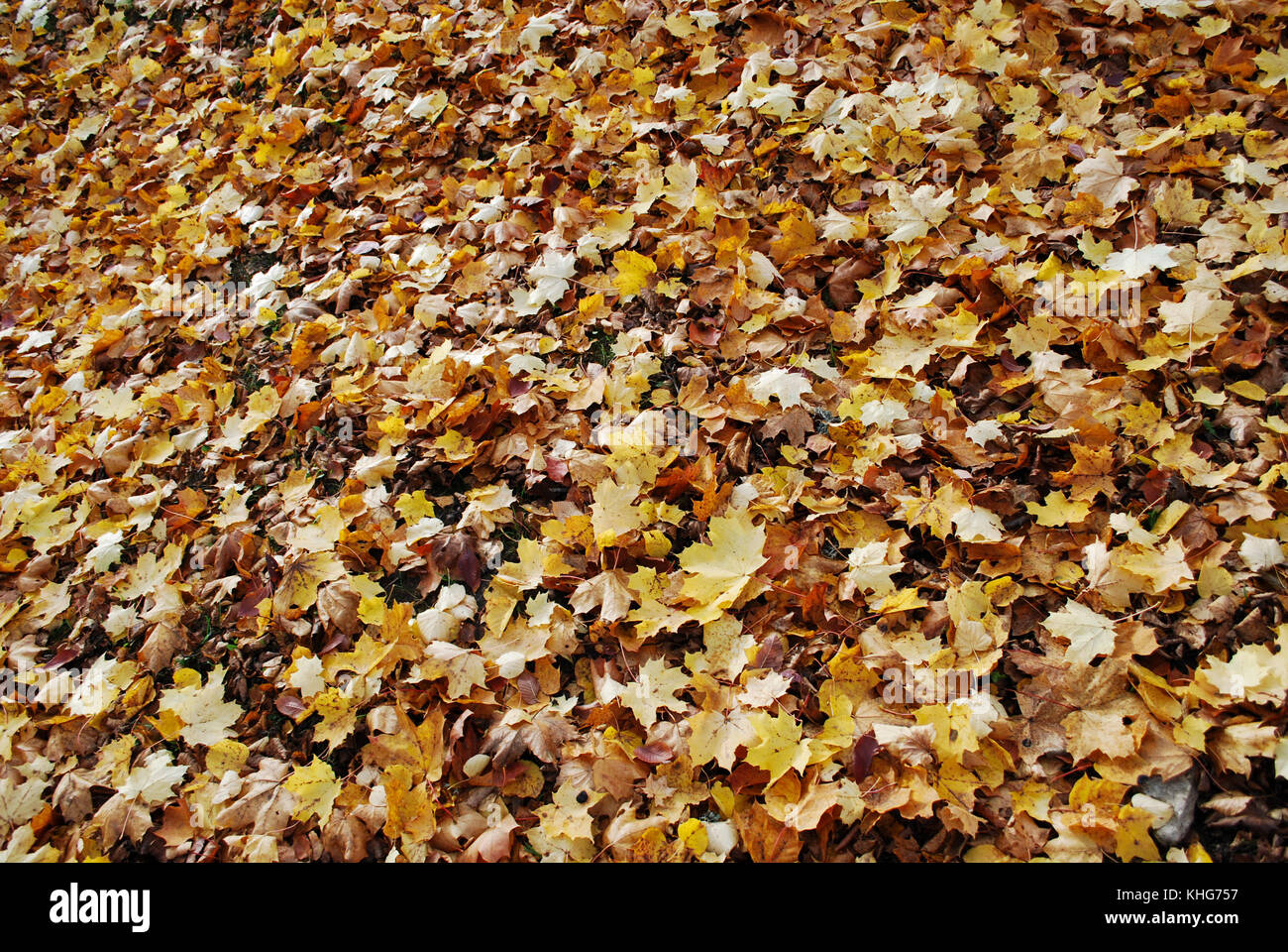 Yellow maple leaves lie on the ground. Autumn background Stock Photo ...