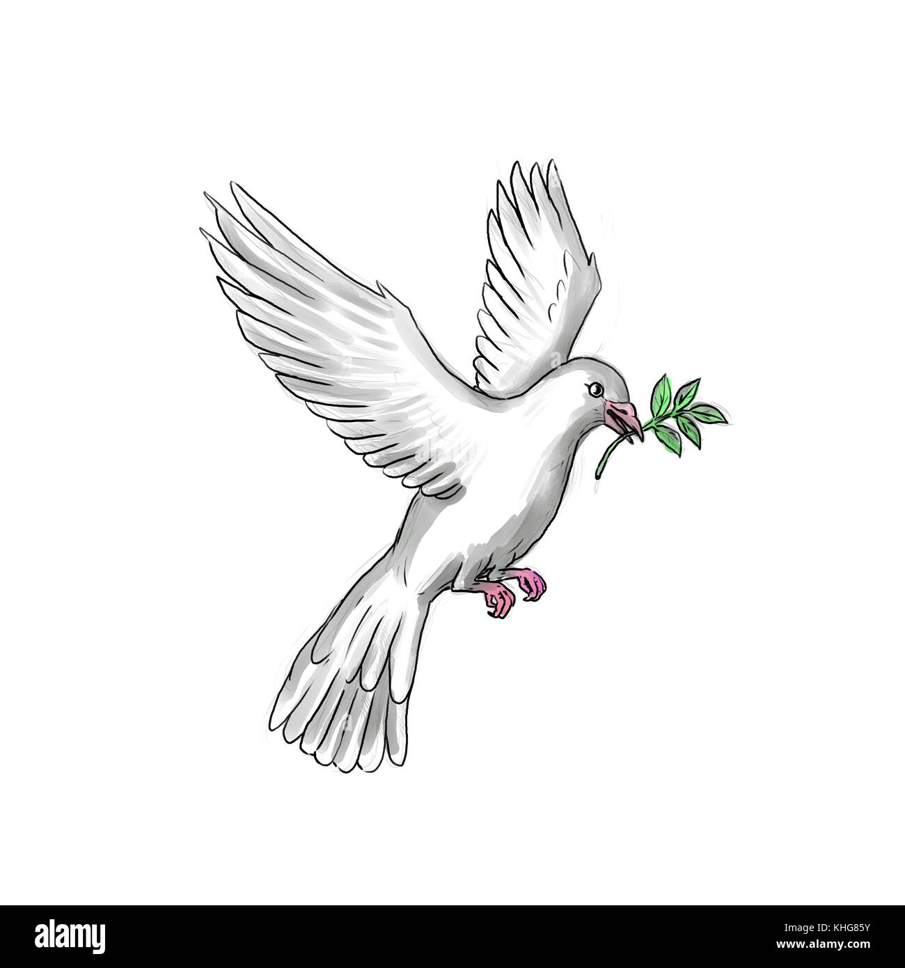 Tattoo style illustration of a dove or pigeon flying with olive branch. Stock Photo