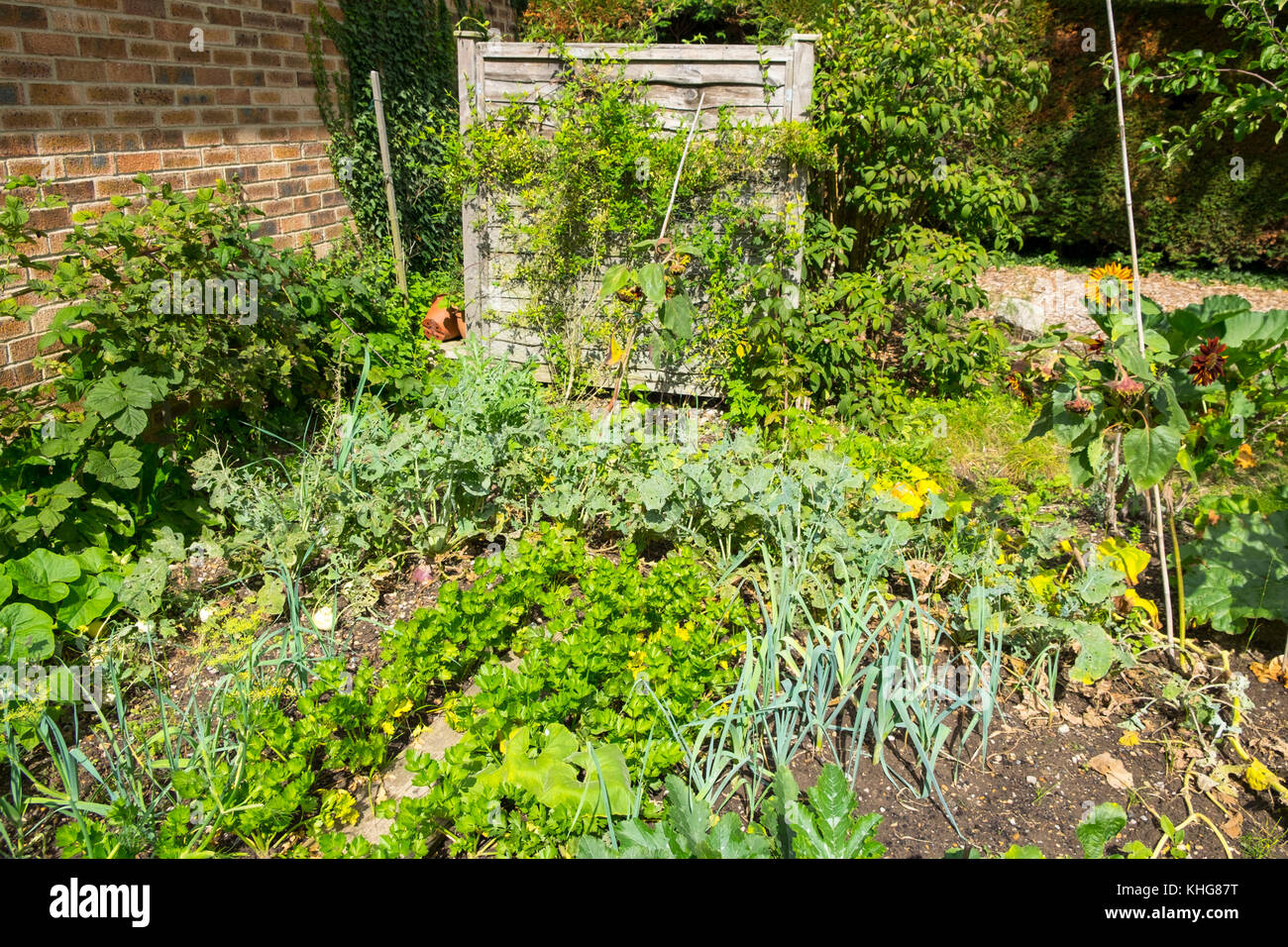 Homegrown vegetable patch allotment in front garden, Kent, UK Stock Photo