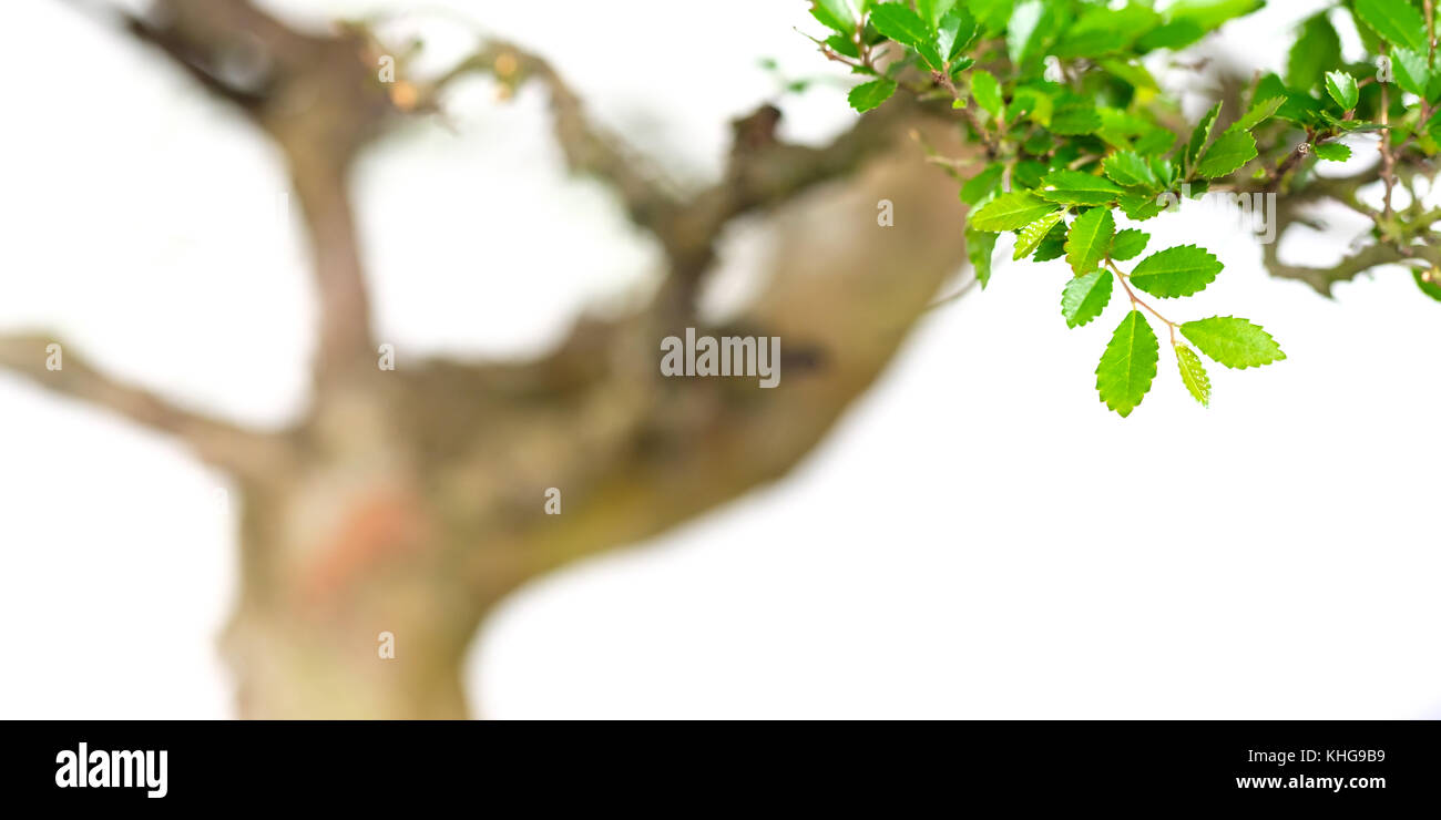 Foliage of a elm (Ulmus parvifolia) bonsai tree in panorama format Stock Photo
