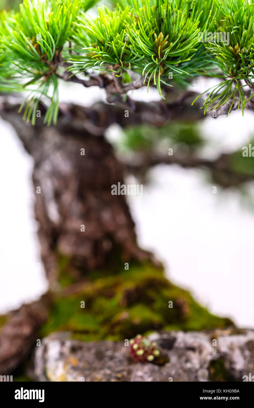 Close up of a pine bonsai tree with green needles in vertical format Stock Photo