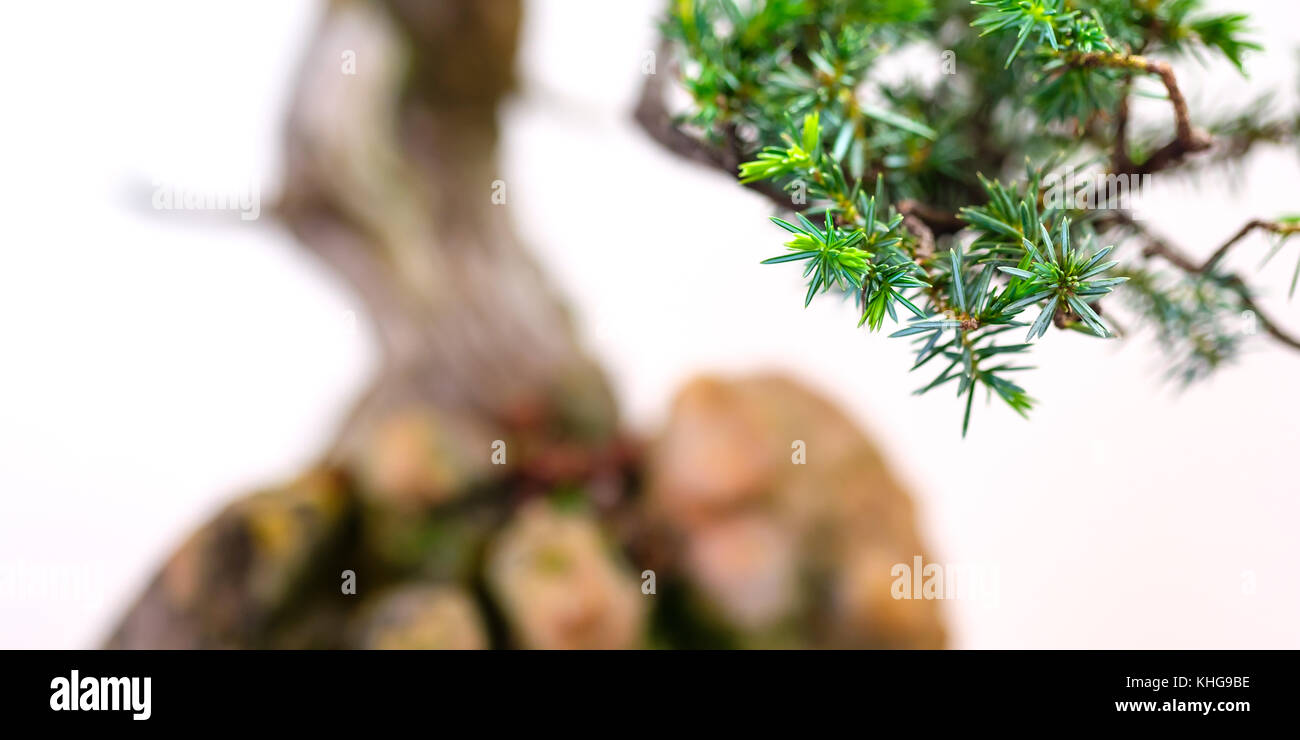 Close up of needles of a juniper bonsai tree in panorama format Stock Photo