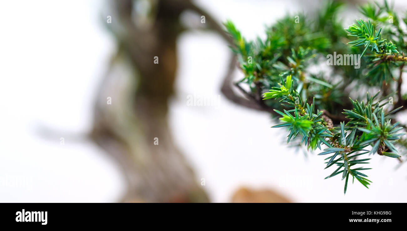 Green needles of a juniper (Juniperus rigida) bonsai tree in panorama format Stock Photo