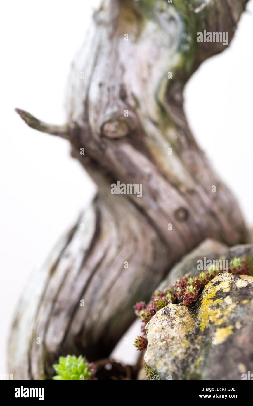 Houseleek (Sempervivum) in front of a junper bonsai tree in vertical format Stock Photo
