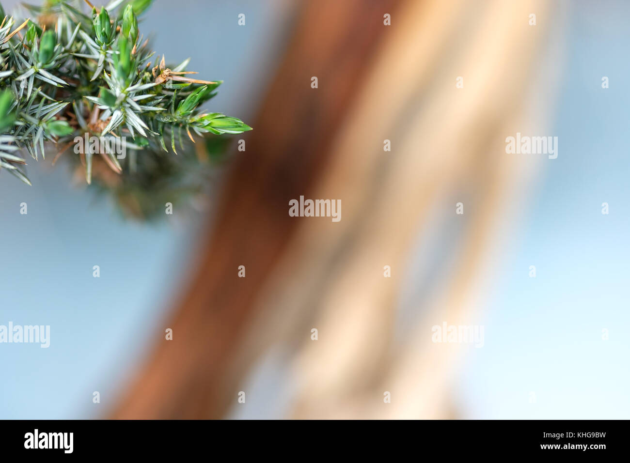 Green juniper needles of a bonsai tree with blurred trunk Stock Photo