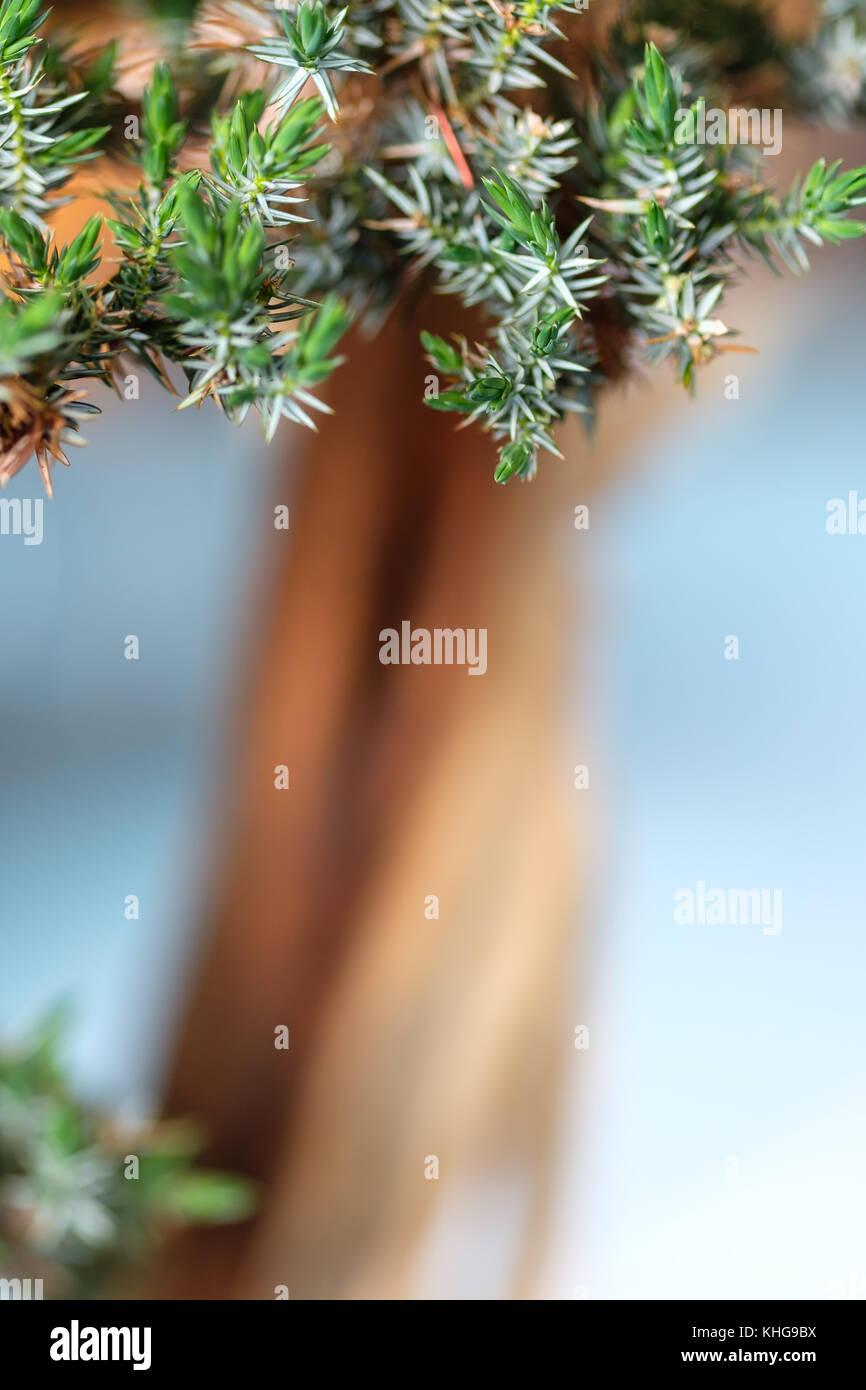 Green juniper needles of a bonsai tree with blurred trunk in vertical format Stock Photo