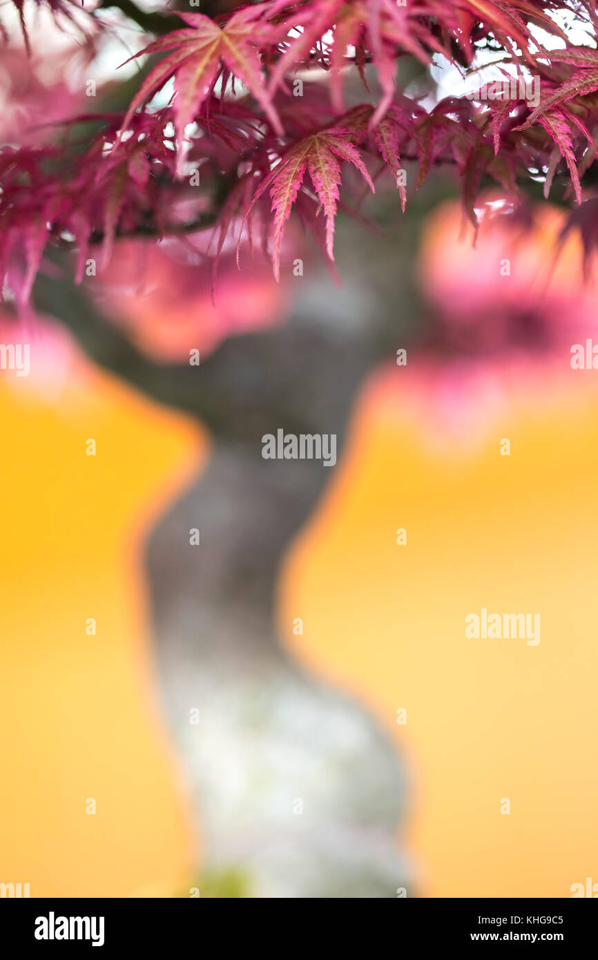 Red leaves of a japanese maple tree in vertical format with blurred trunk Stock Photo