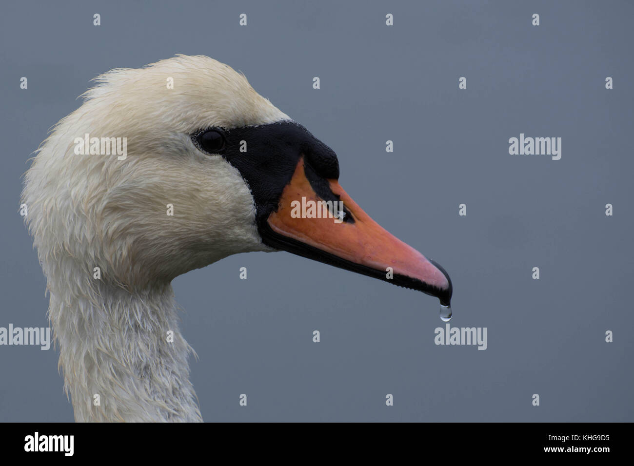 Mute Swan side profile Cornwall, United Kingdom Stock Photo Alamy