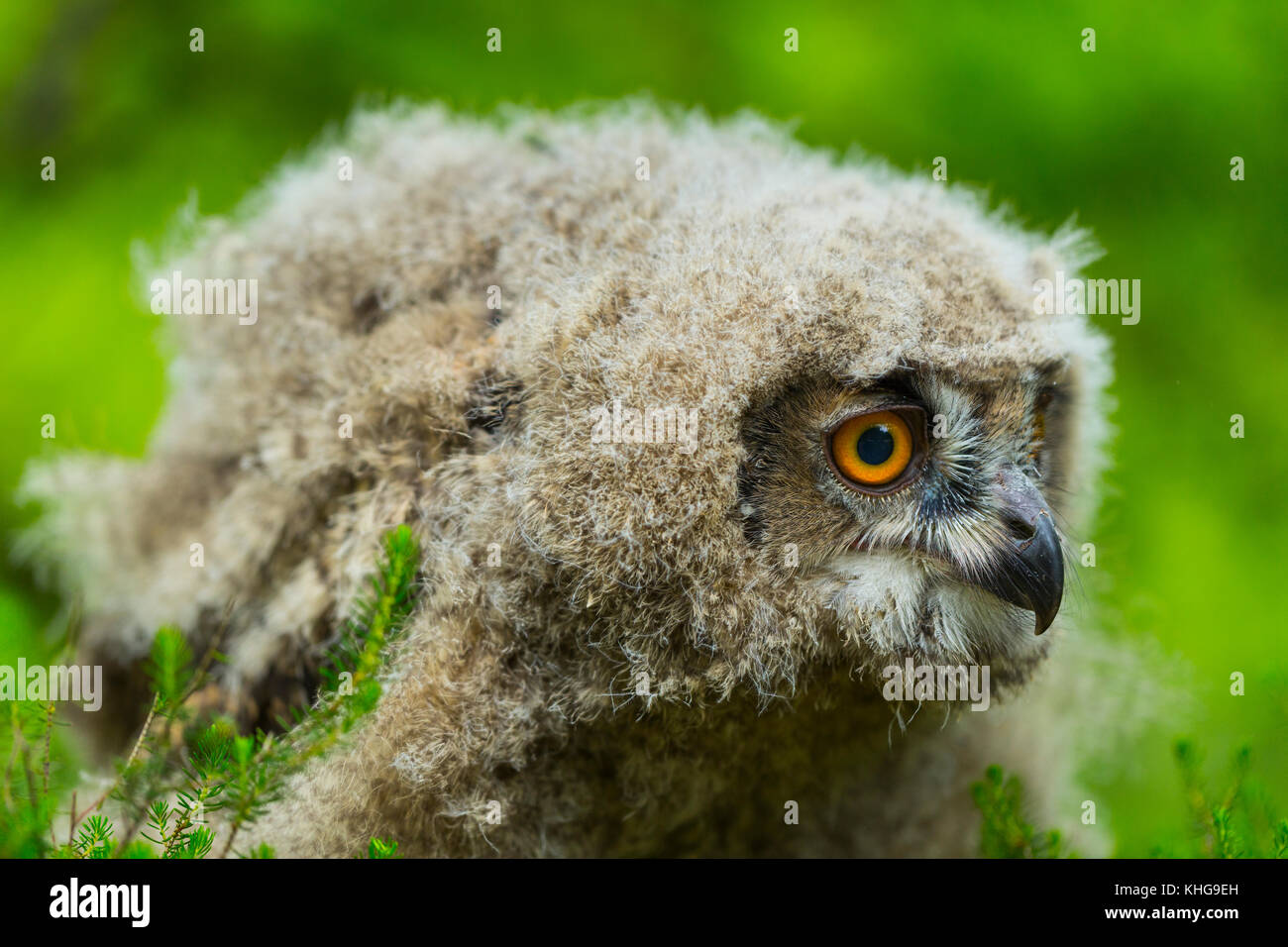 Young Eurasian Eagle-Owl (Bubo bubo) Stock Photo