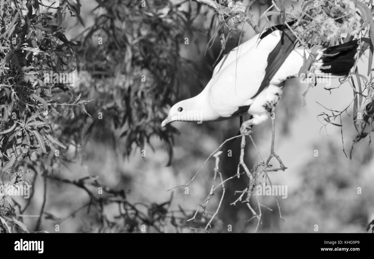 Pied imperial pigeon (Ducula bicolor) in the process of building a nest, Sheriff Park, Ross River, Townsville, Queensland, Australia Stock Photo