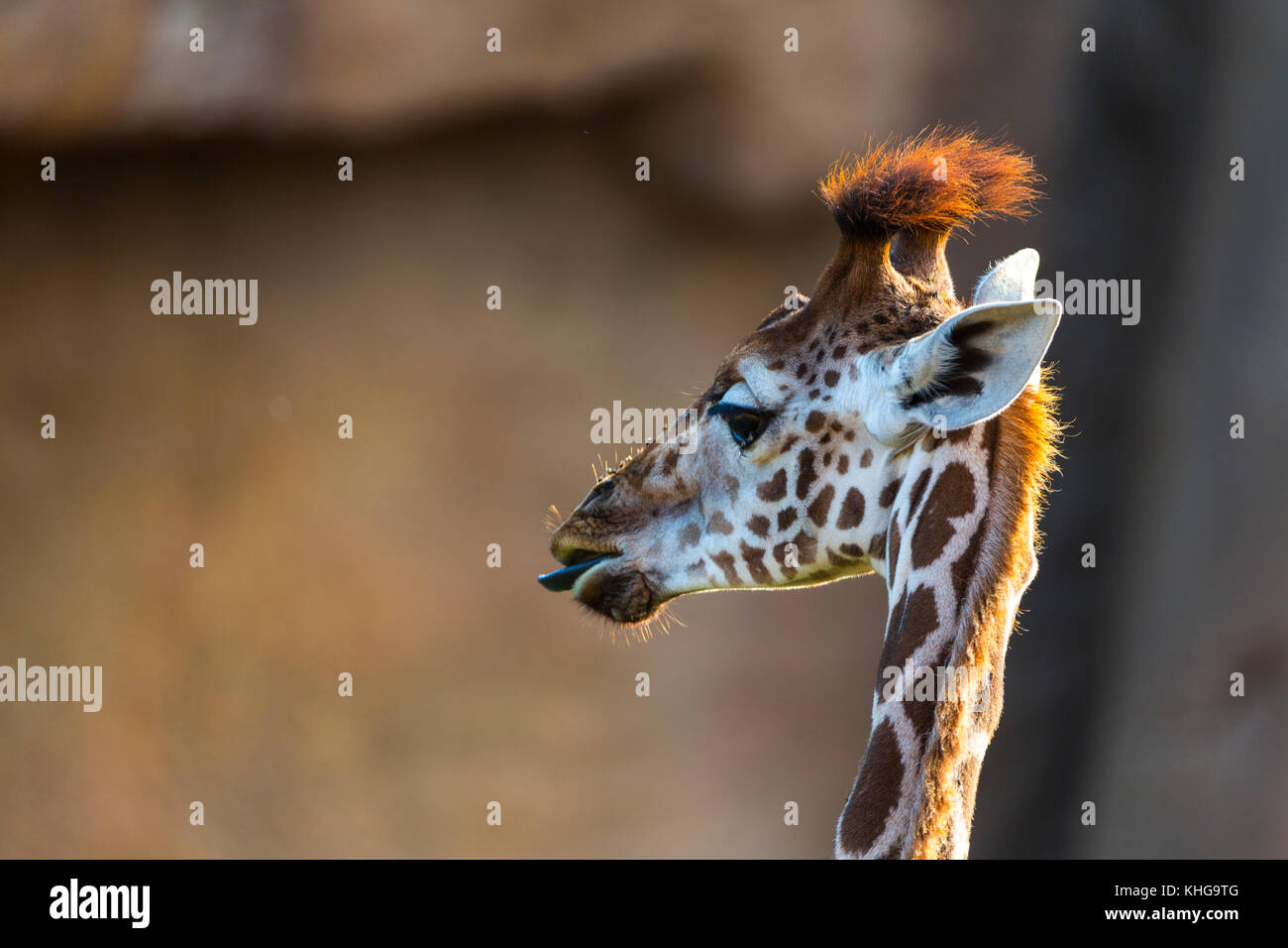 Rothschild's giraffe (Giraffa camelopardalis rothschildi)b Stock Photo