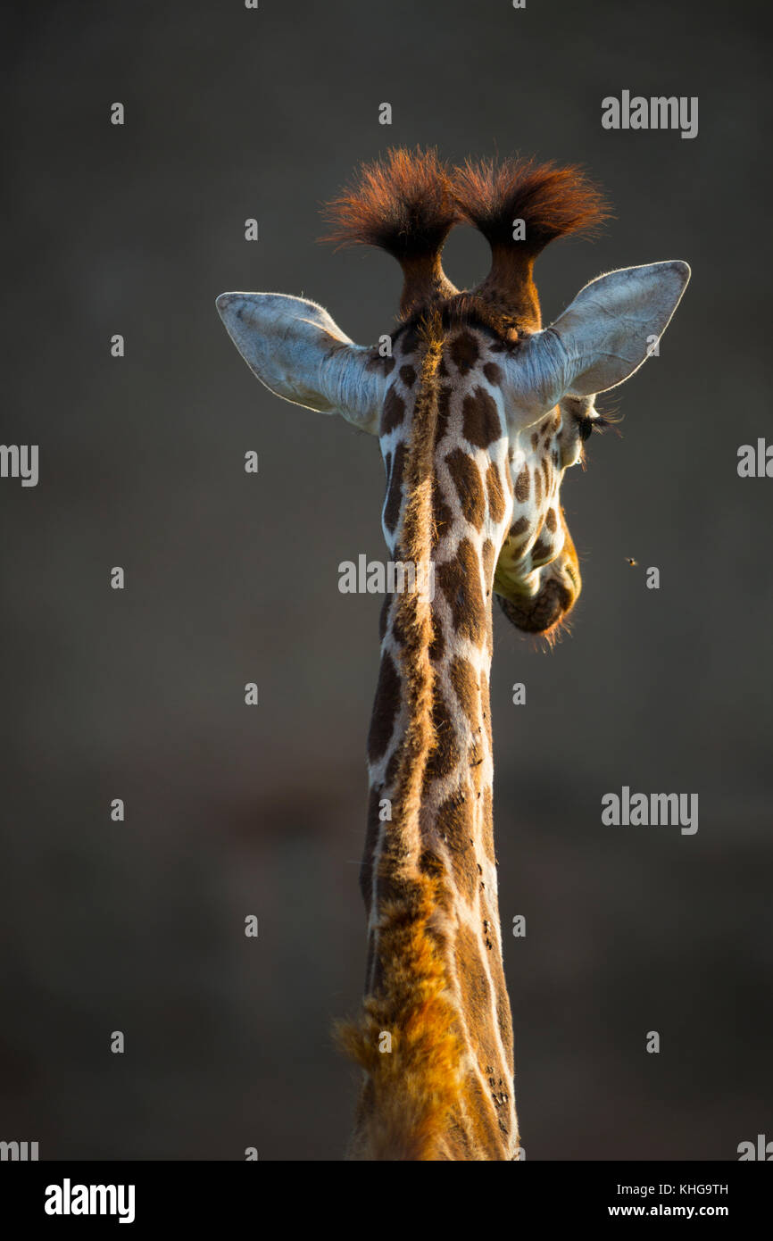 Rothschild's giraffe (Giraffa camelopardalis rothschildi)b Stock Photo