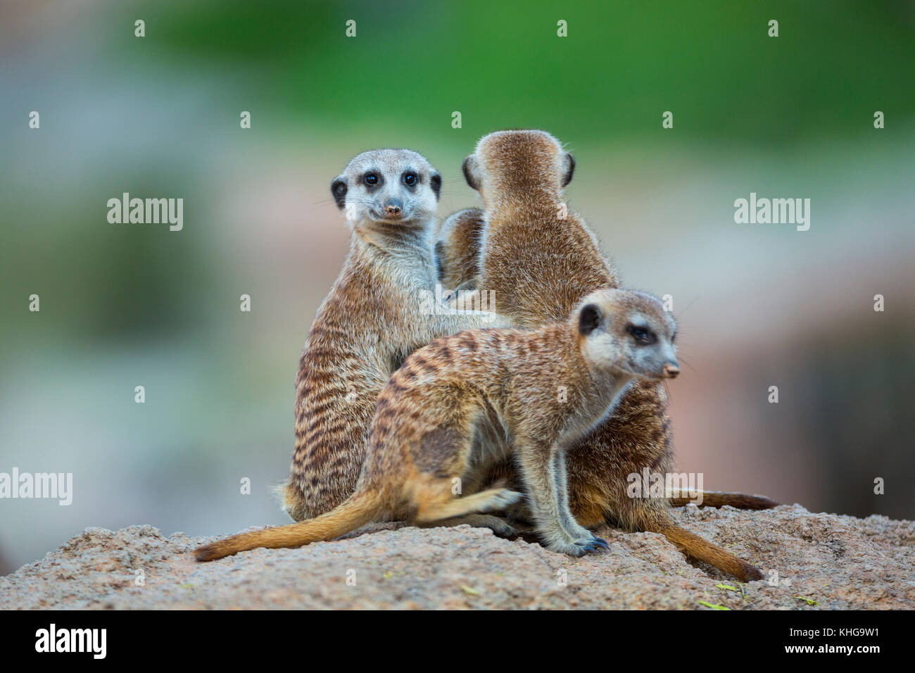 Family of meerkats. Meerkat or suricate (Suricata suricatta). AFRICA Stock Photo