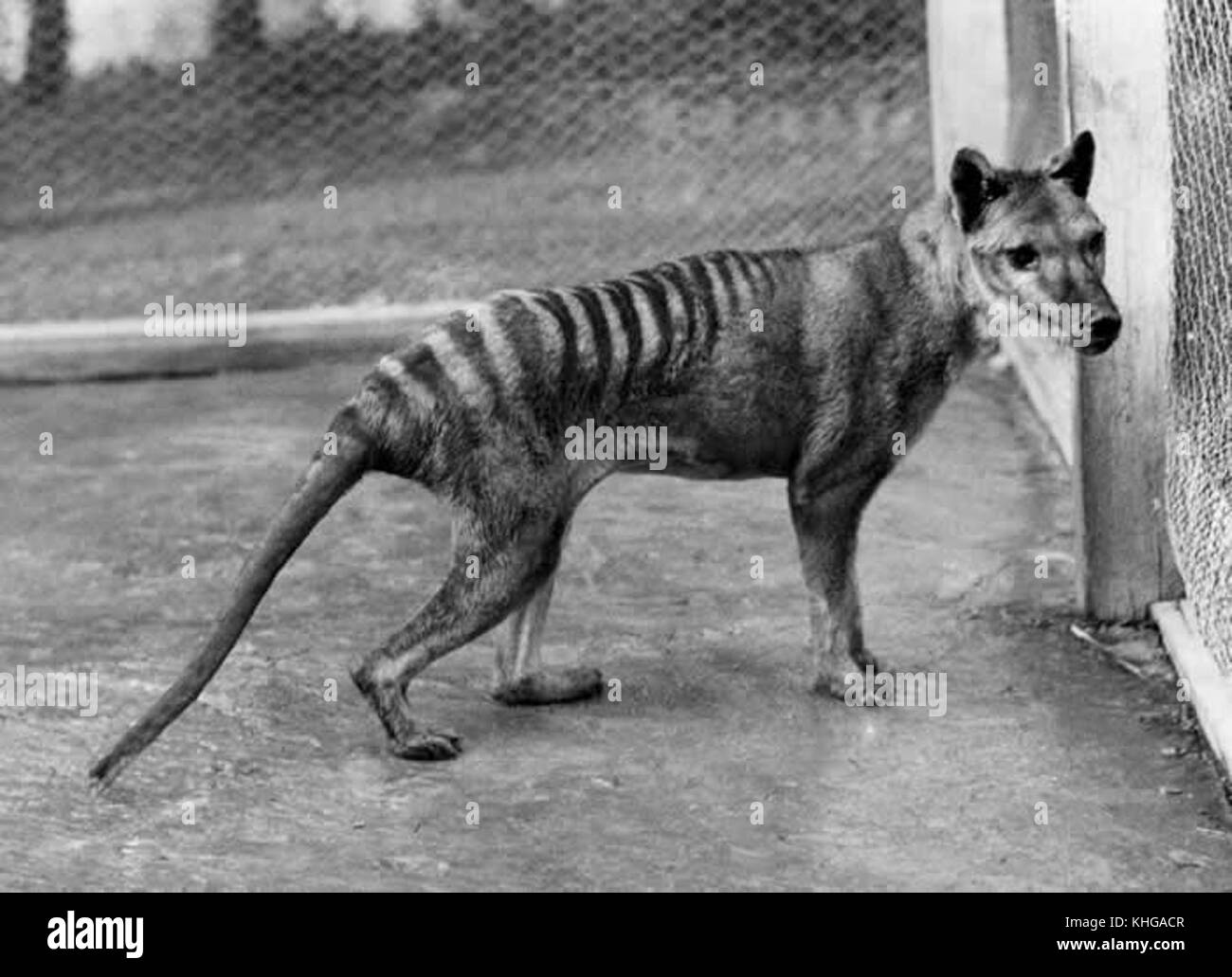 Tasmanian wolf hi-res stock photography and images - Alamy