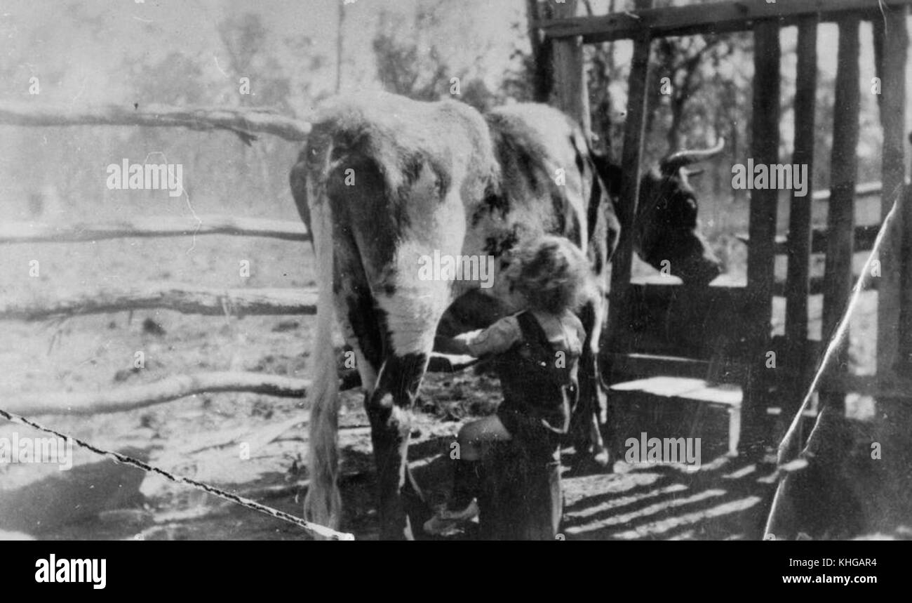 Milking techniques Black and White Stock Photos & Images - Alamy