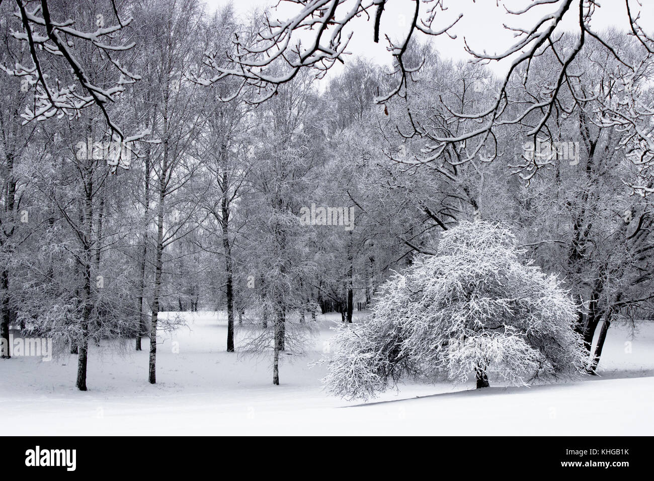Trees in park fully covered by snow in winter day Stock Photo - Alamy