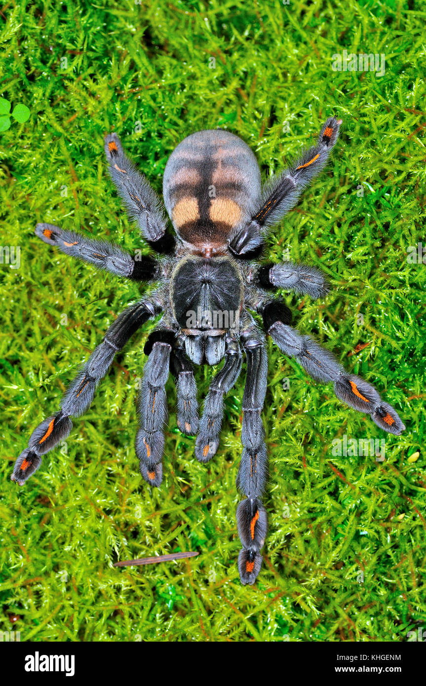 Venezuelan Suntiger (Psalmopoeus irminia Stock Photo Alamy