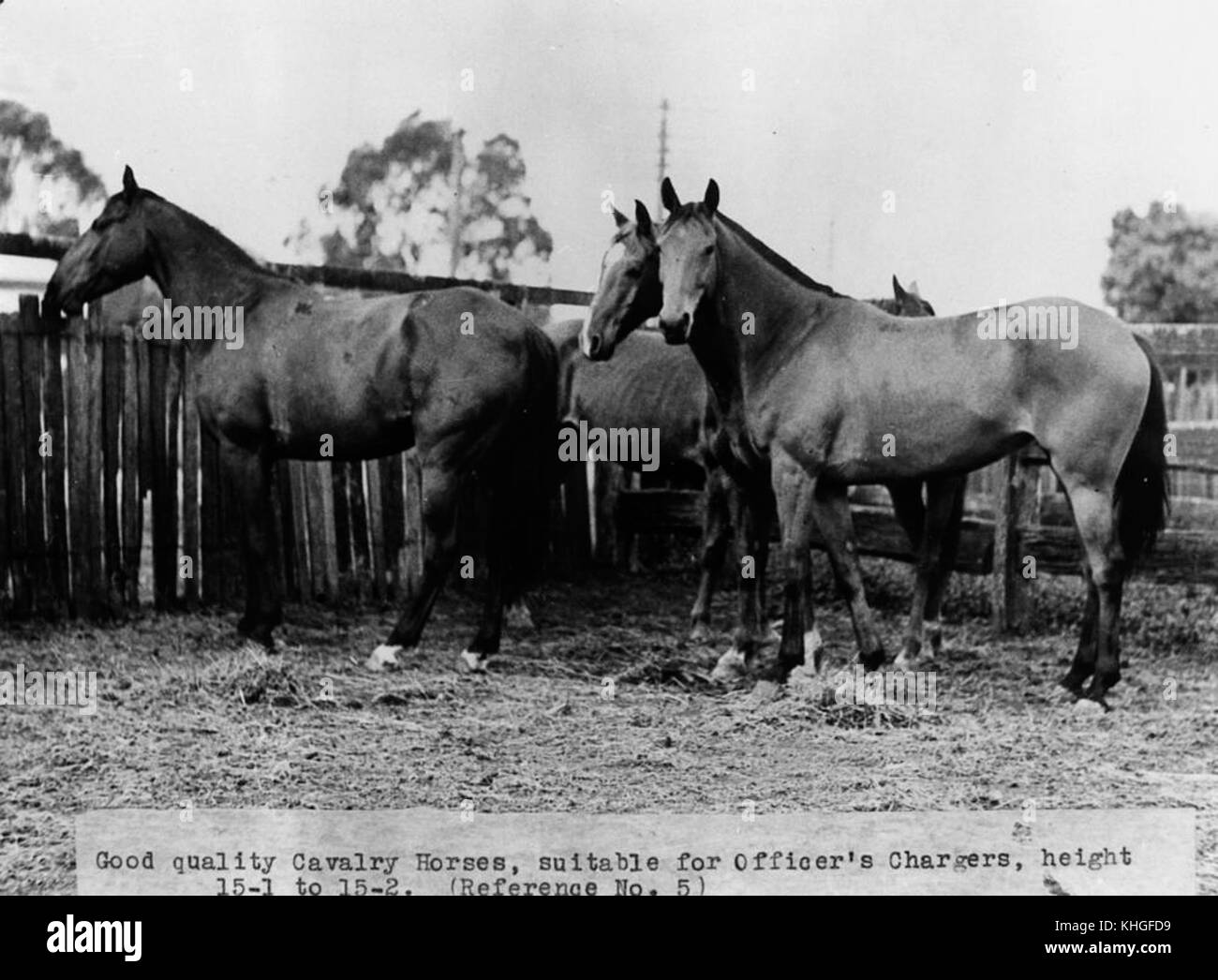 1 144727 Horses in McPhie and Company saleyards, Toowoomba, ca. 1936