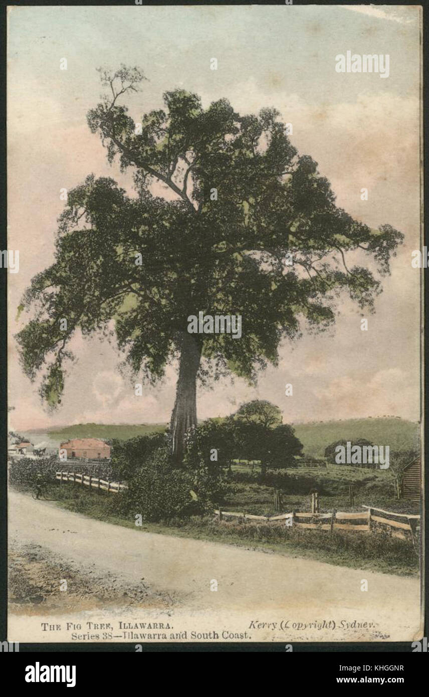 The Fig Tree, Illawarra, 1906 (8285818815) Stock Photo