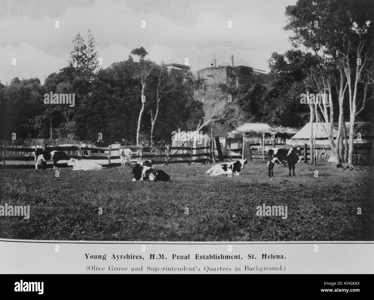 2 392549 Ayrshire cattle at St. Helena Island penal settlement, 1912 Stock Photo