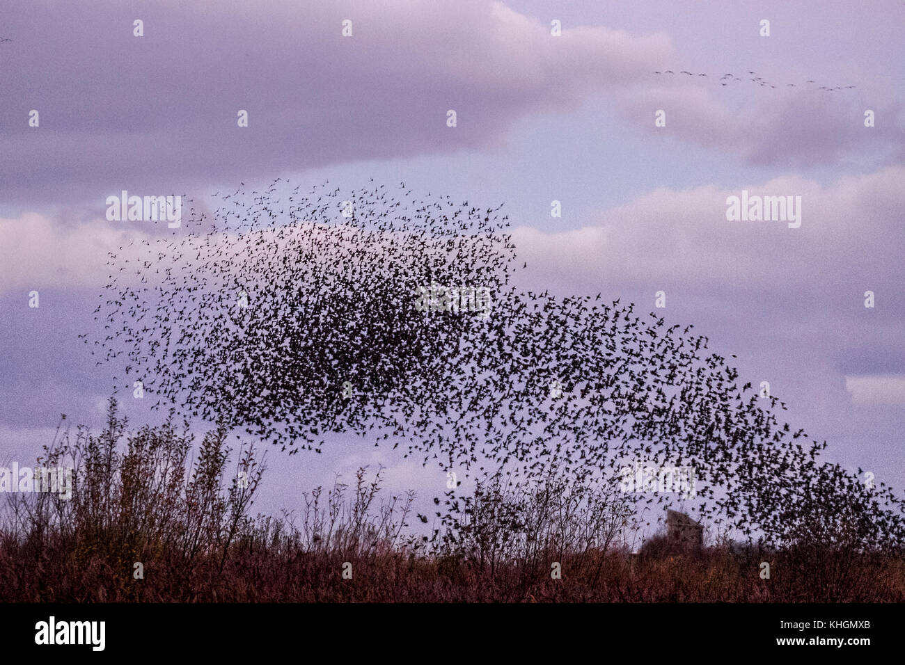 Burscough, Lancashire, UK Weather 16th November, 2017. Starling flocks mumurate over Martin Mere nature reserve at dawn as an estimated fifty thousand starlings take to the air after a cold night in rural Lancashire. The onset of winter triggers these mumurations as huge flocks of gregarious birds congregate to find communal roosts. The murmur or chatter, the interaction and communication between birds as they fly, is quite intense. These displays are the largest seen in the last for 12 years and are attracting large numbers of birdwatchers to the area. Credit. MediaWorldImages/AlamyLiveNews Stock Photo