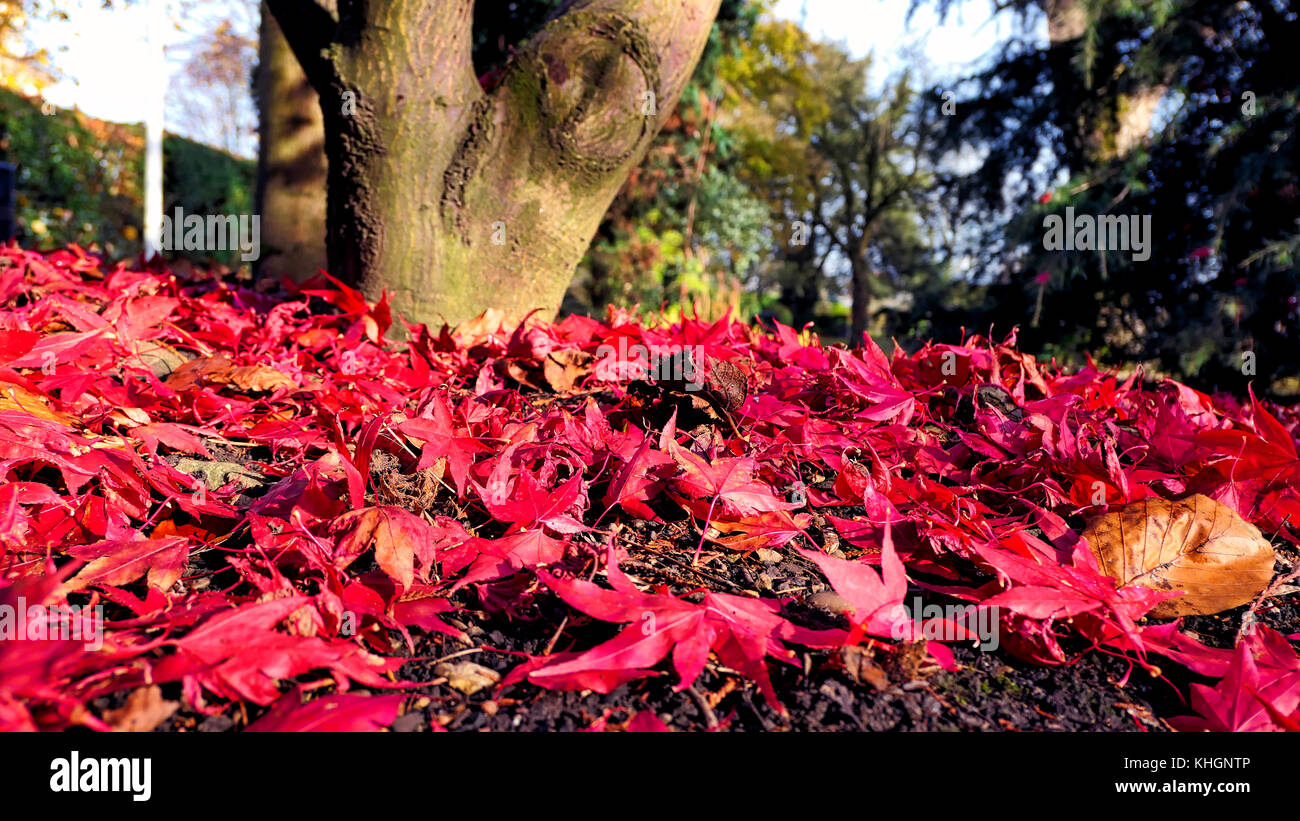 Ashbourne Park, Derbybshire, UK. 17th November, 2017. UK Weather bright colourful autumn day in Ashbourne Park, Derbybshire, the gateway to the Peak District National Park Credit: Doug Blane/Alamy Live News Stock Photo