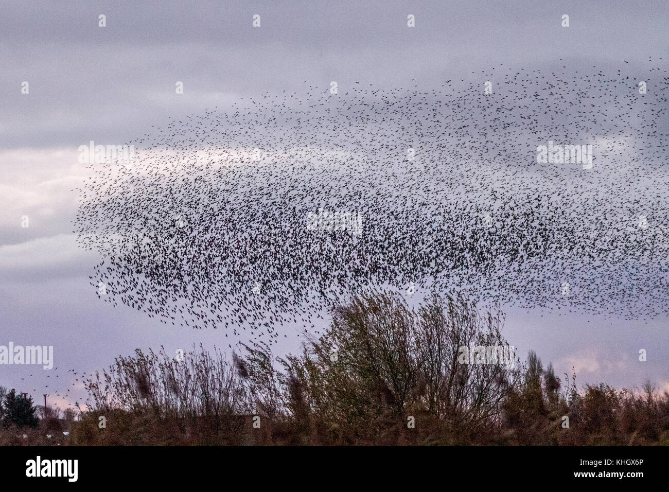 Burscough, Lancashire, UK Weather 18th November, 2017. Spectacular Starling flocks mumurate over Martin Mere nature reserve at sunset as an estimated fifty thousand starlings gather at the onset of a cold winter, and early nights triggers this autumn gathering and groupings. The murmur or chatter, the interaction between the huge numbers as they fly, is quite intense and is thought to form part of a communication of sorts. These huge flocks are the largest seen in the last for 12 years and are attracting large numbers of birdwatchers to the area. Credit. MediaWorldImages/AlamyLiveNews Stock Photo