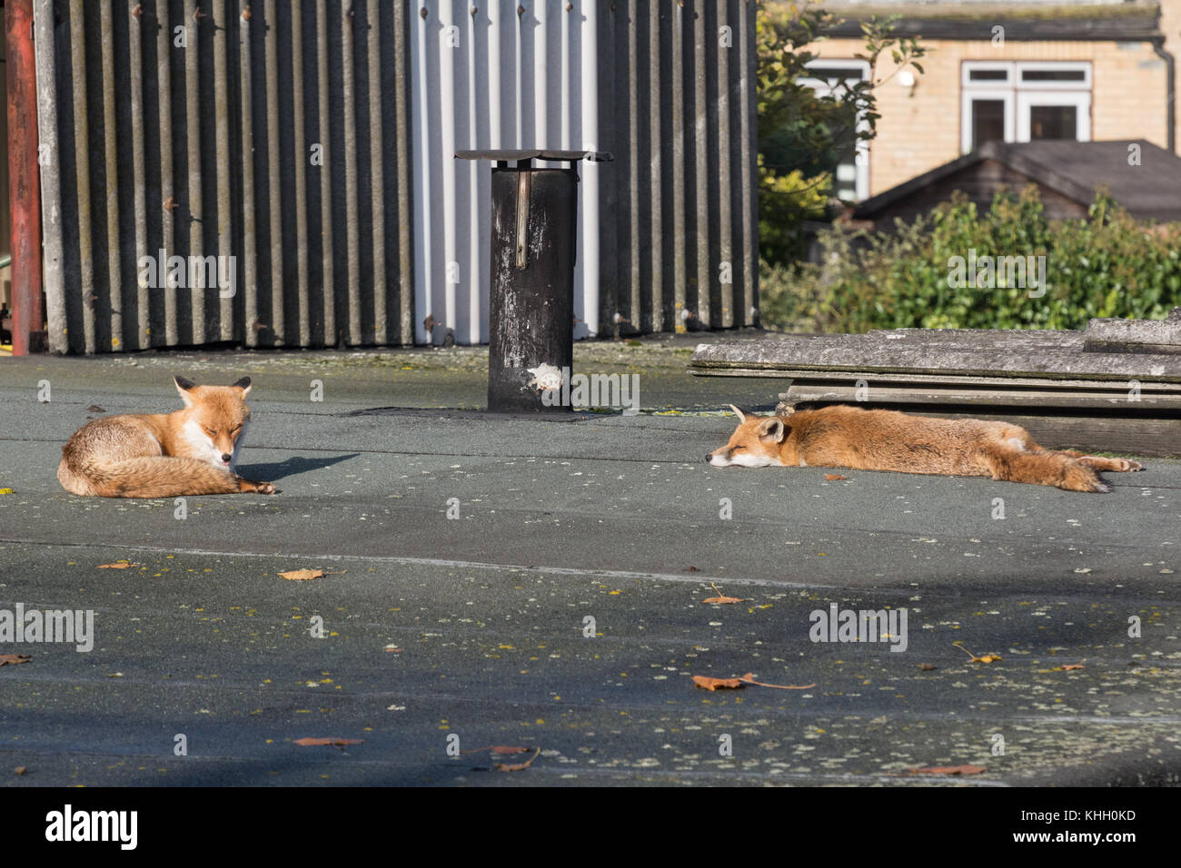 Tottenham, London, UK 19th November 2017. A pair of urban foxes soak up the sunshine on a rooftop on a sunny Sunday afternoon in Tottenham. Credit: Patricia Phillips/ Alamy Live news Stock Photo