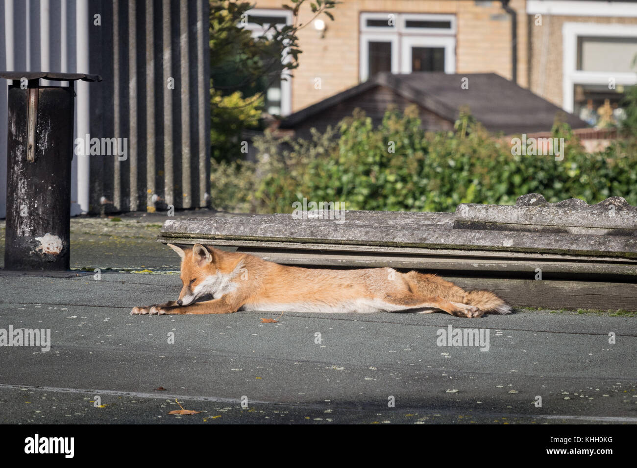 Tottenham, London, UK 19th November 2017. An urban fox soaks up the sunshine on a rooftop on a sunny Sunday afternoon in Tottenham. Credit: Patricia Phillips/ Alamy Live news Stock Photo