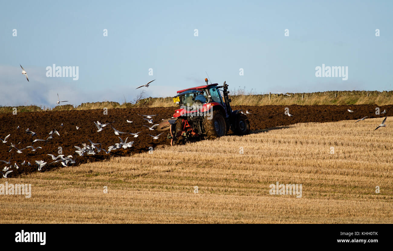 Dundee, Tayside, Scotland, UK. 19th November, 2017. UK weather: Sunny and cold in Dundee with temperatures plummeting to near freezing, 5°C. A farmer is ploughing his field preparing for next year crop growing in rural Dundee. Credits: Dundee Photographics/Alamy Live News Stock Photo