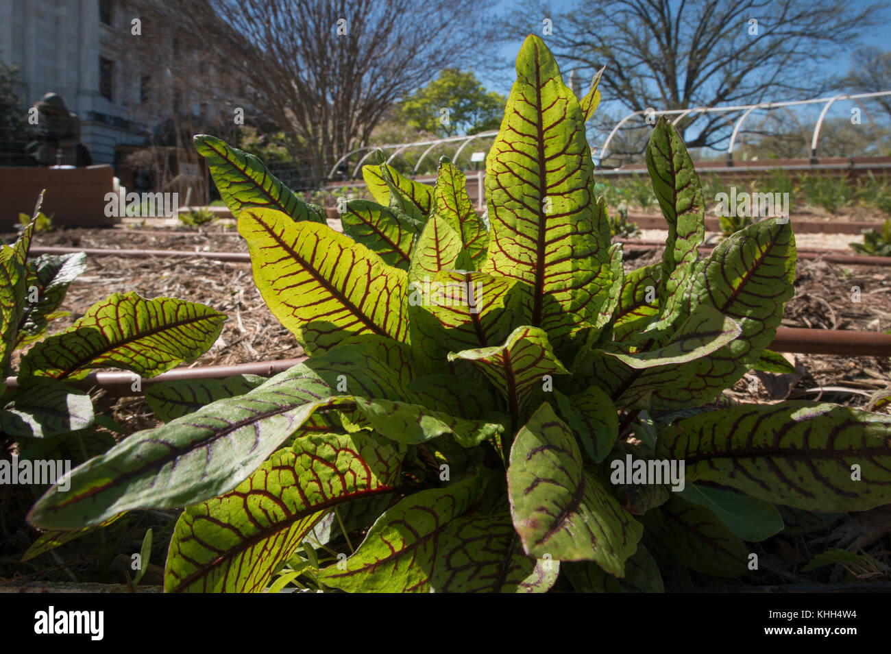 Organic leafy greens growing in the People’s Garden, on Wednesday