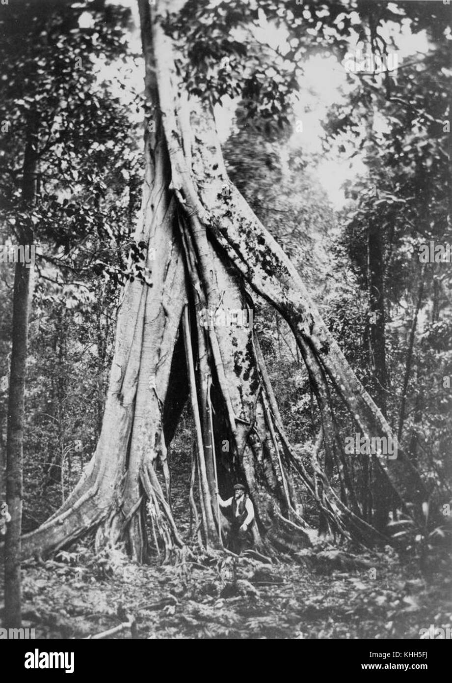 2 394253 Strangler fig tree, Bunya Mountains, 1913 Stock Photo Alamy