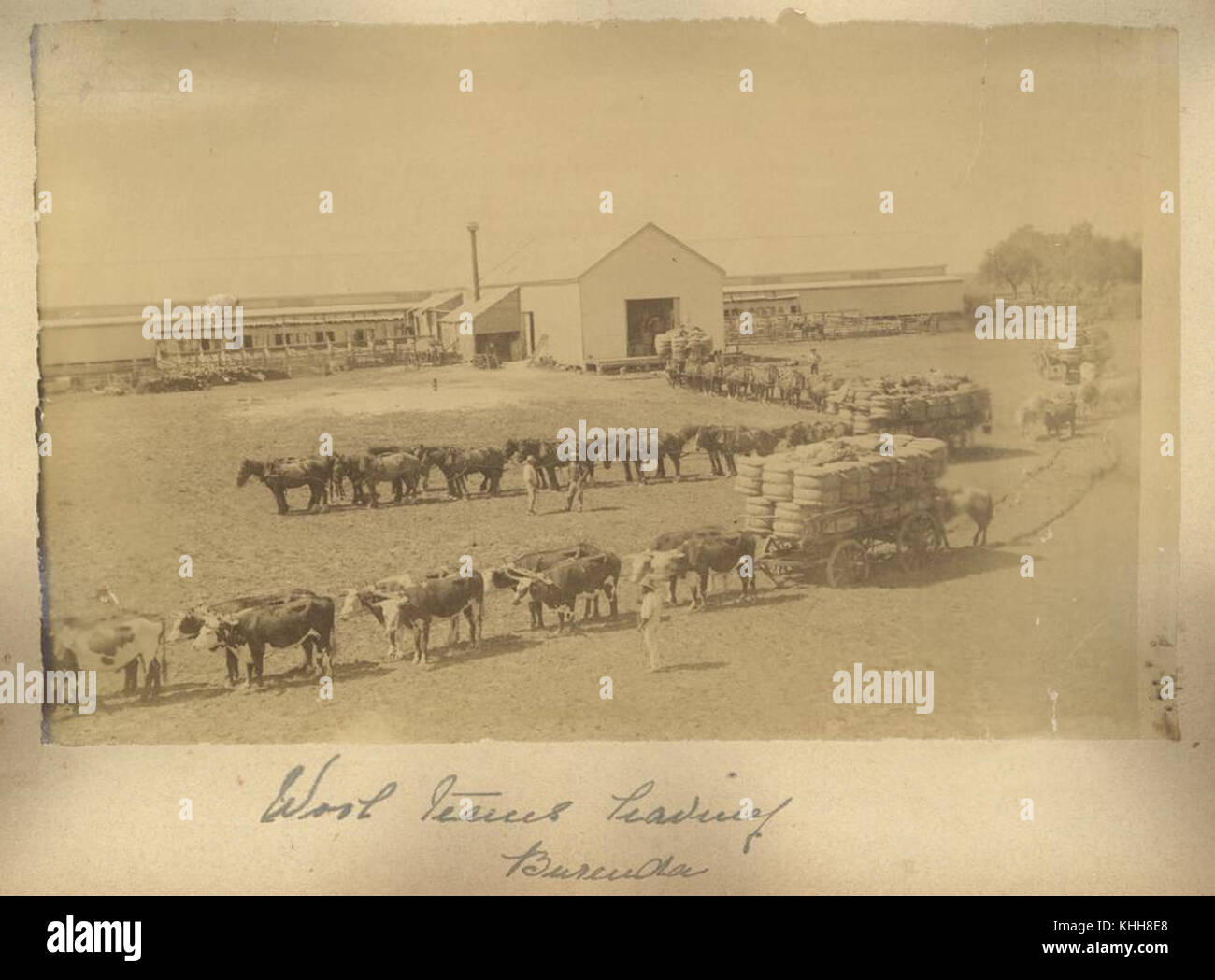 1 Wool Trains Leaving Burenda Station Augathella Ca 1910 Stock Photo Alamy 1 Wool Trains Leaving Burenda Station Augathella Ca 1910 Stock Photo Alamy