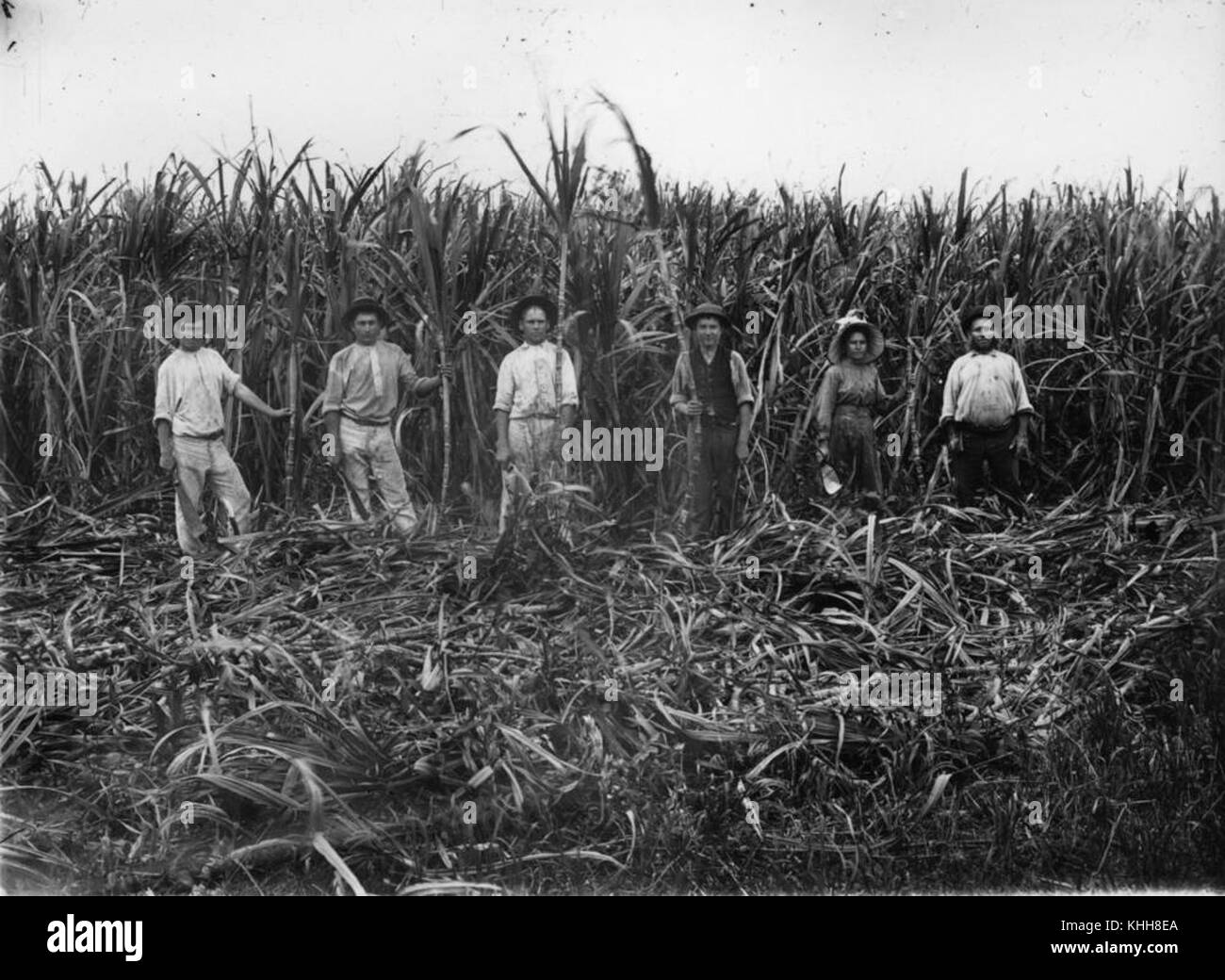 1 258056 Canecutters working in the cane fields in the Benowa area, ca