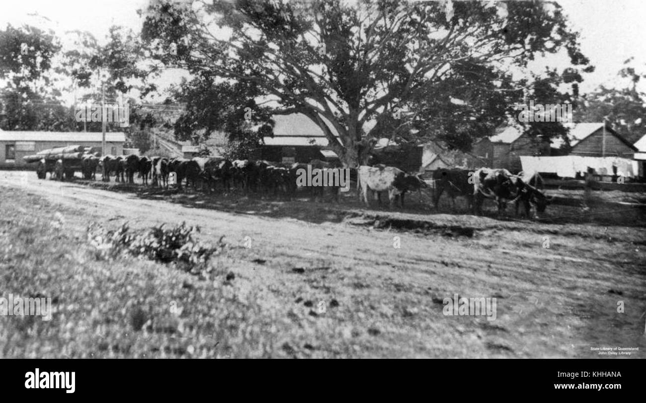 2 157701 Team of bullocks hauling a wagon of logs in Ballinger Cresent, Buderim, 1927 Stock Photo