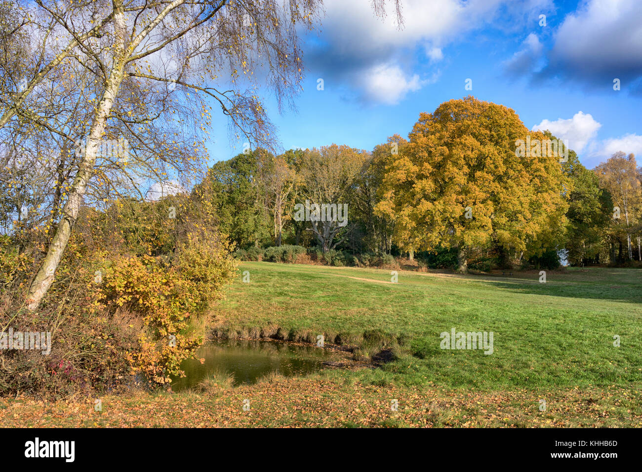 Chorleywood Common in the Autumn, Hertfordshire, England, UK Stock Photo